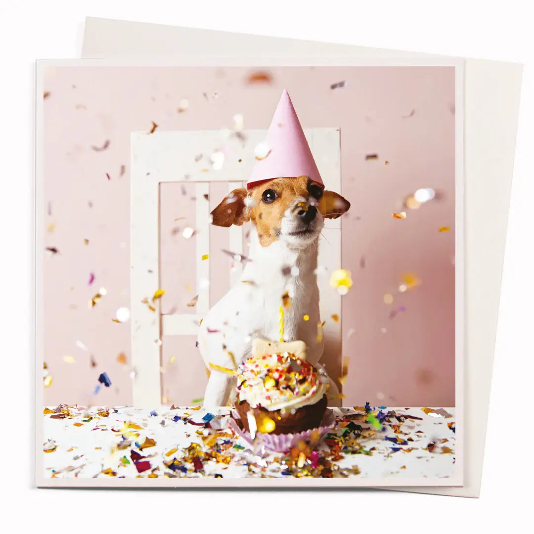 Little Dog's Party