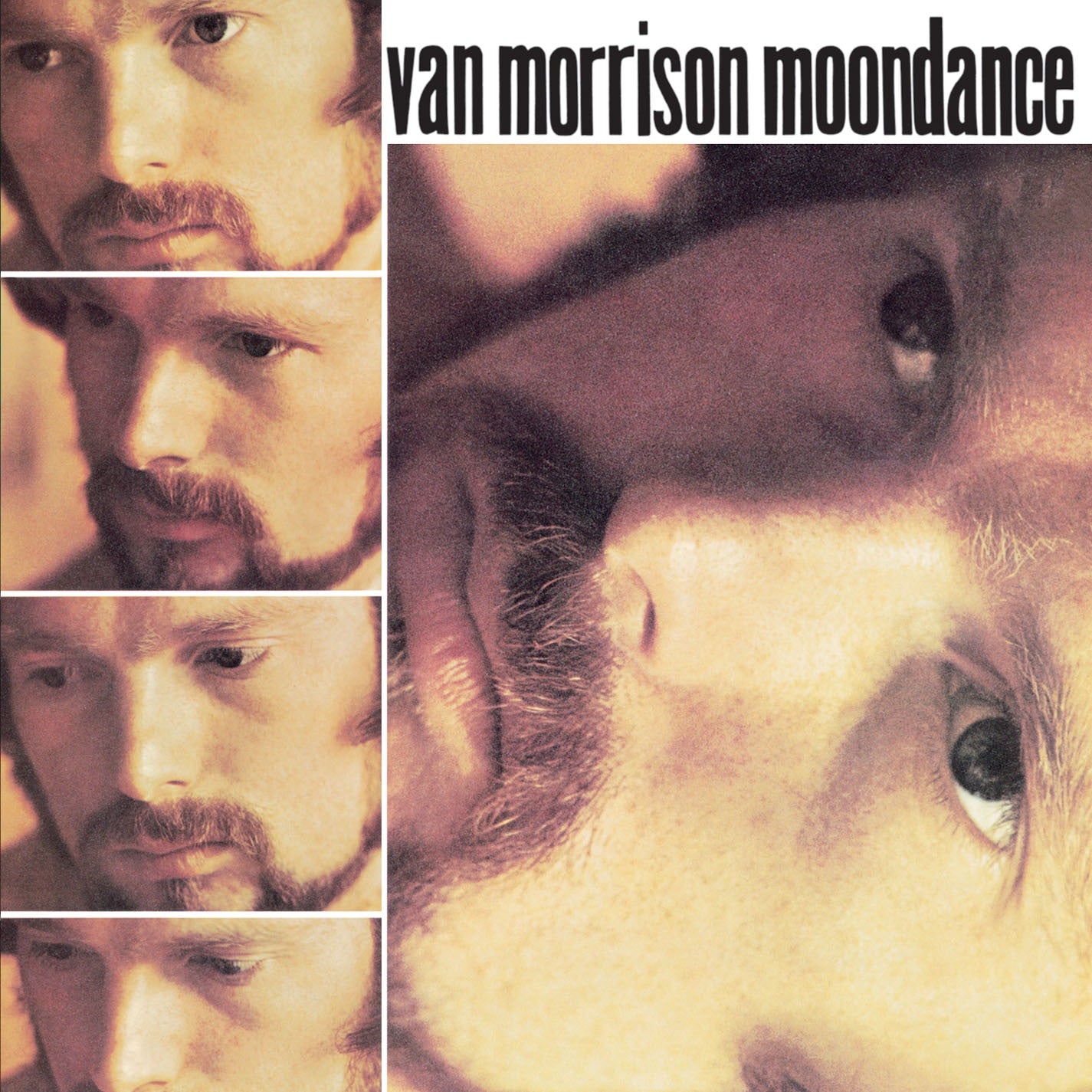 Van Morrison - Moondance Album Cover
