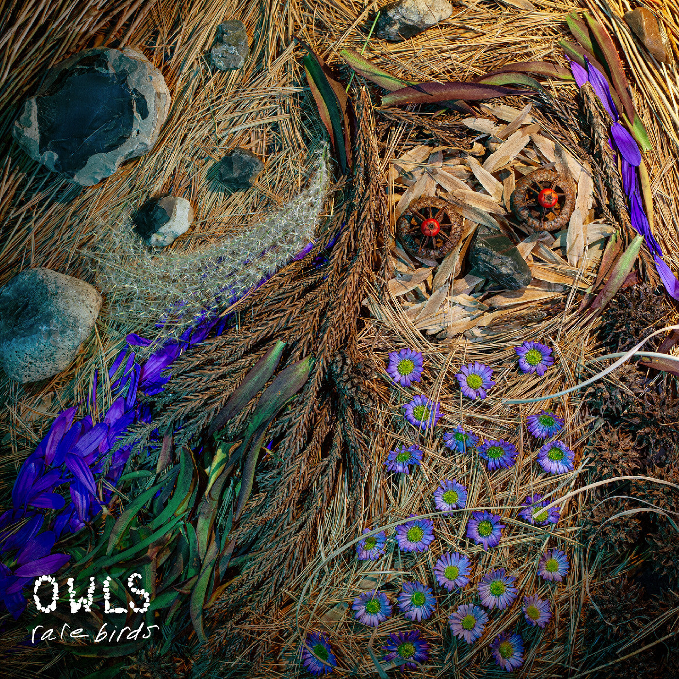 Owls - Rare Birds Product Image