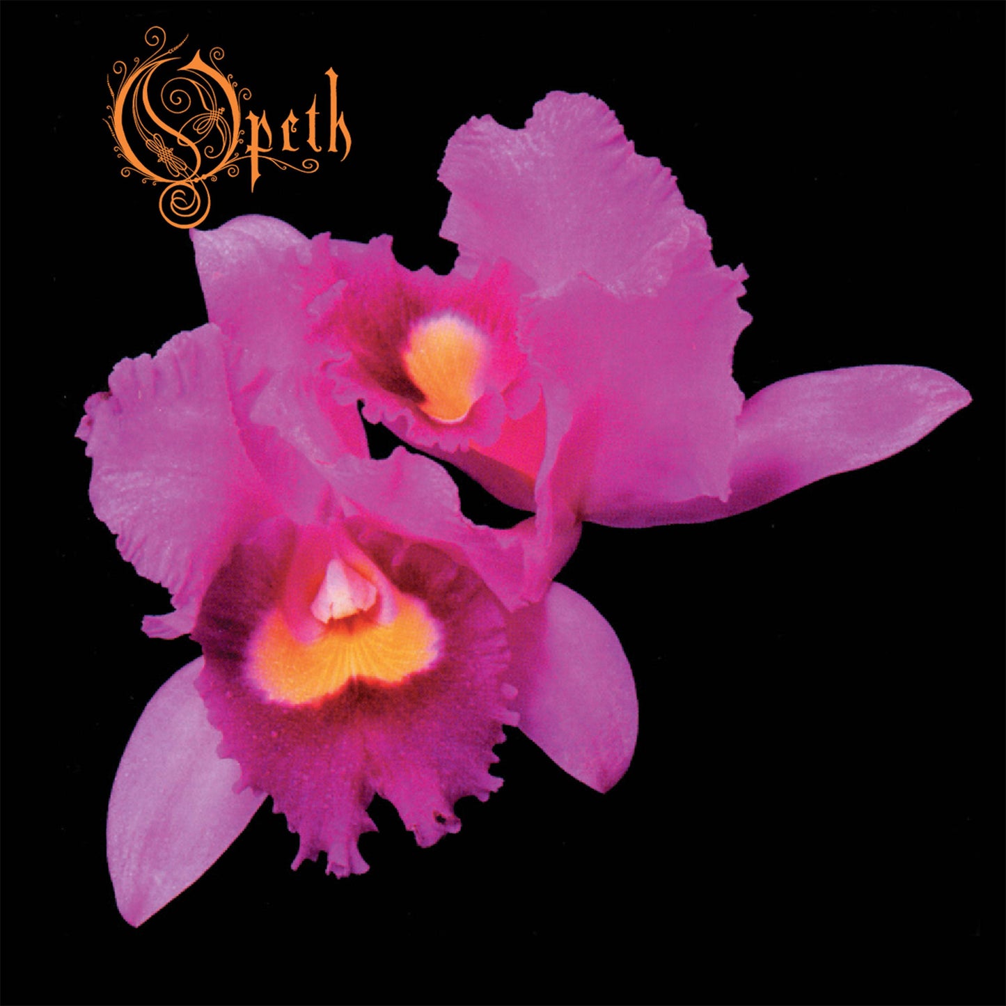 Orchid RSD 2020