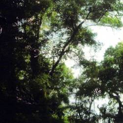 Our Sleepless Forest