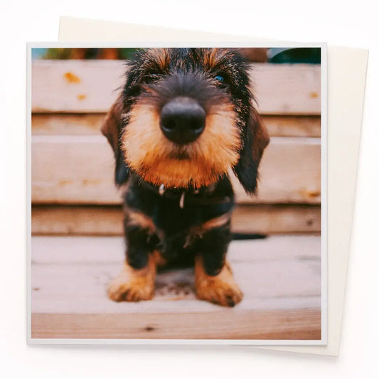 Sidney the Dog Card