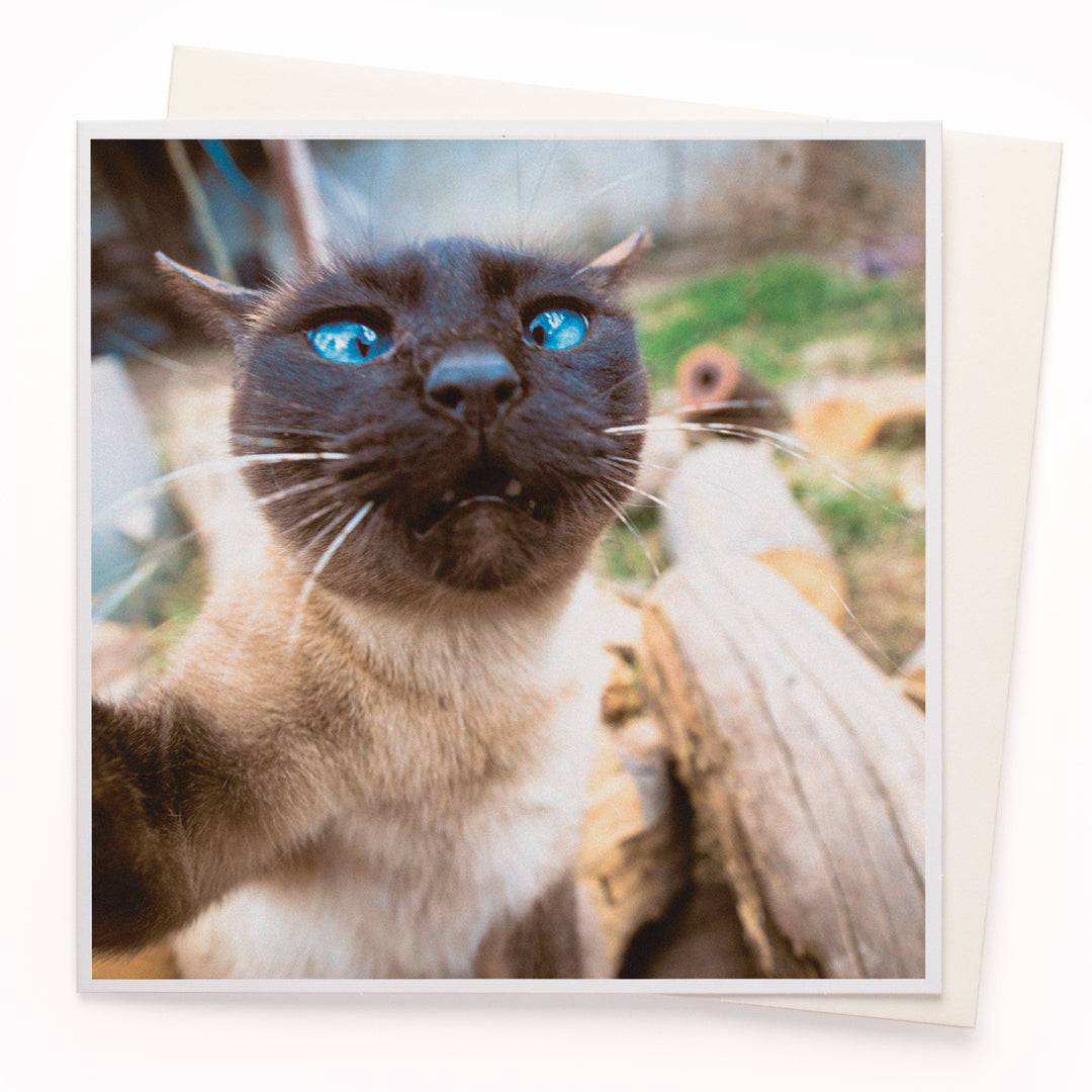 Cat Selfie
