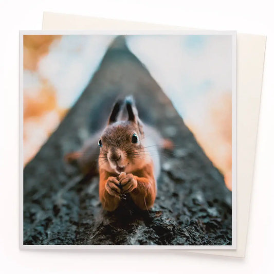 Posing Squirrel Card