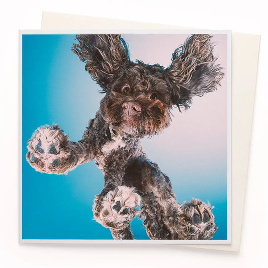 Dog From Below Card