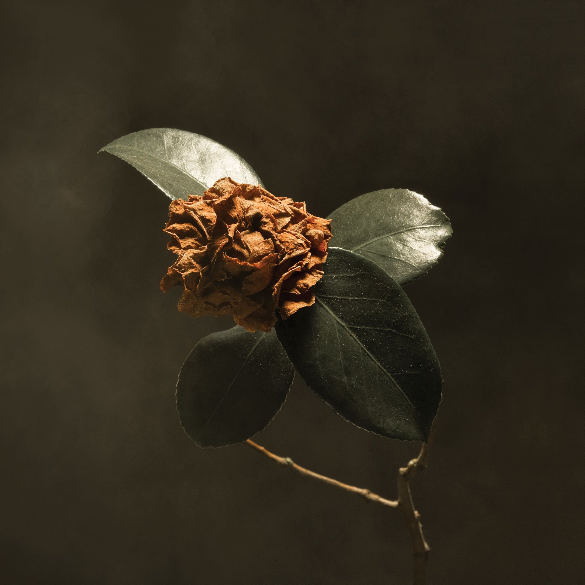 St. Paul & The Broken Bones - Young Sick Camellia Album Cover