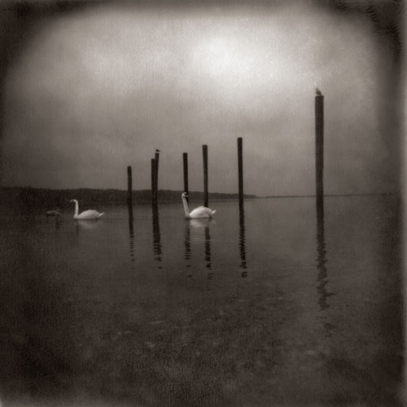 OM - Conference of the Birds Album Cover