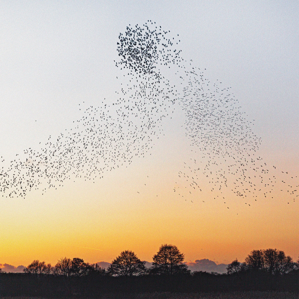 Erland Cooper, BBC Scottish Symphony Orchestra, Freya Goldmark & Janne Nisonen - Dawn Chorus Album Cover