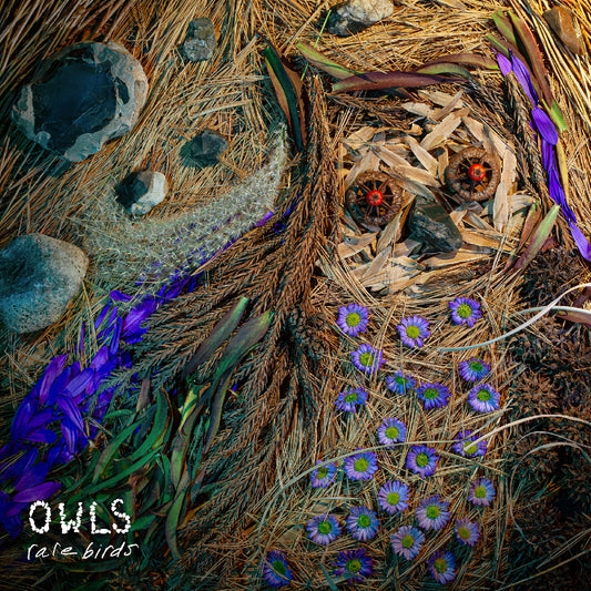 Owls - Rare Birds Product Image