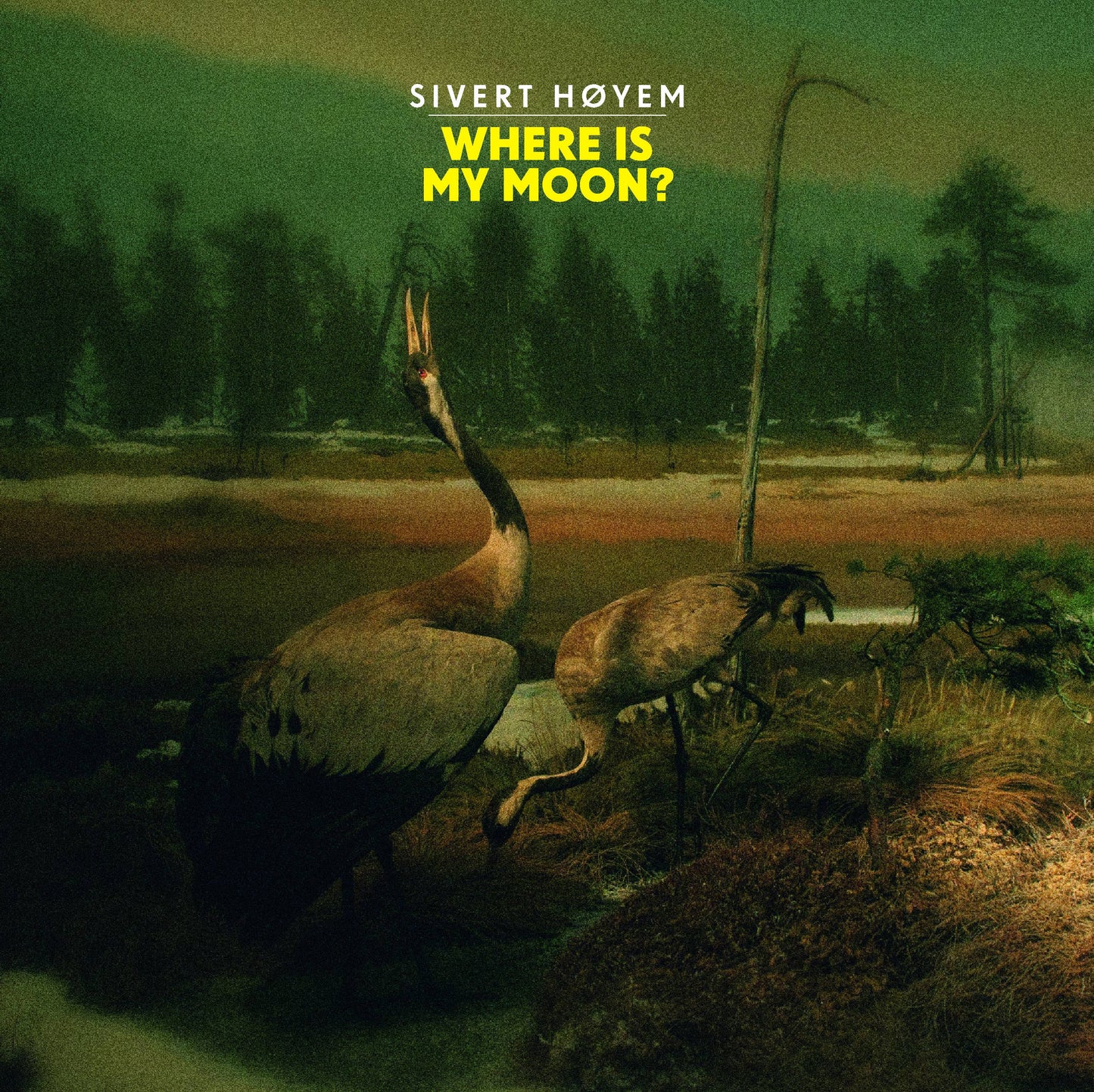 Where Is My Moon