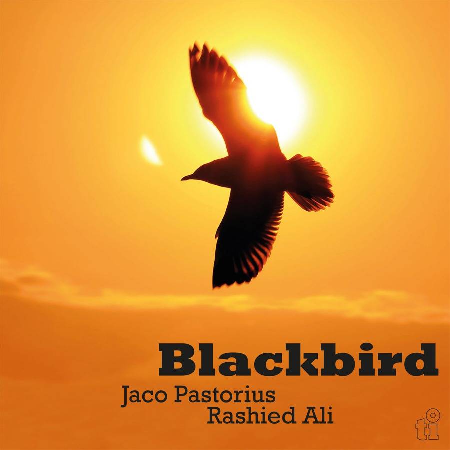 Blackbird