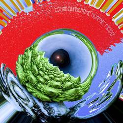 Morphic Fields