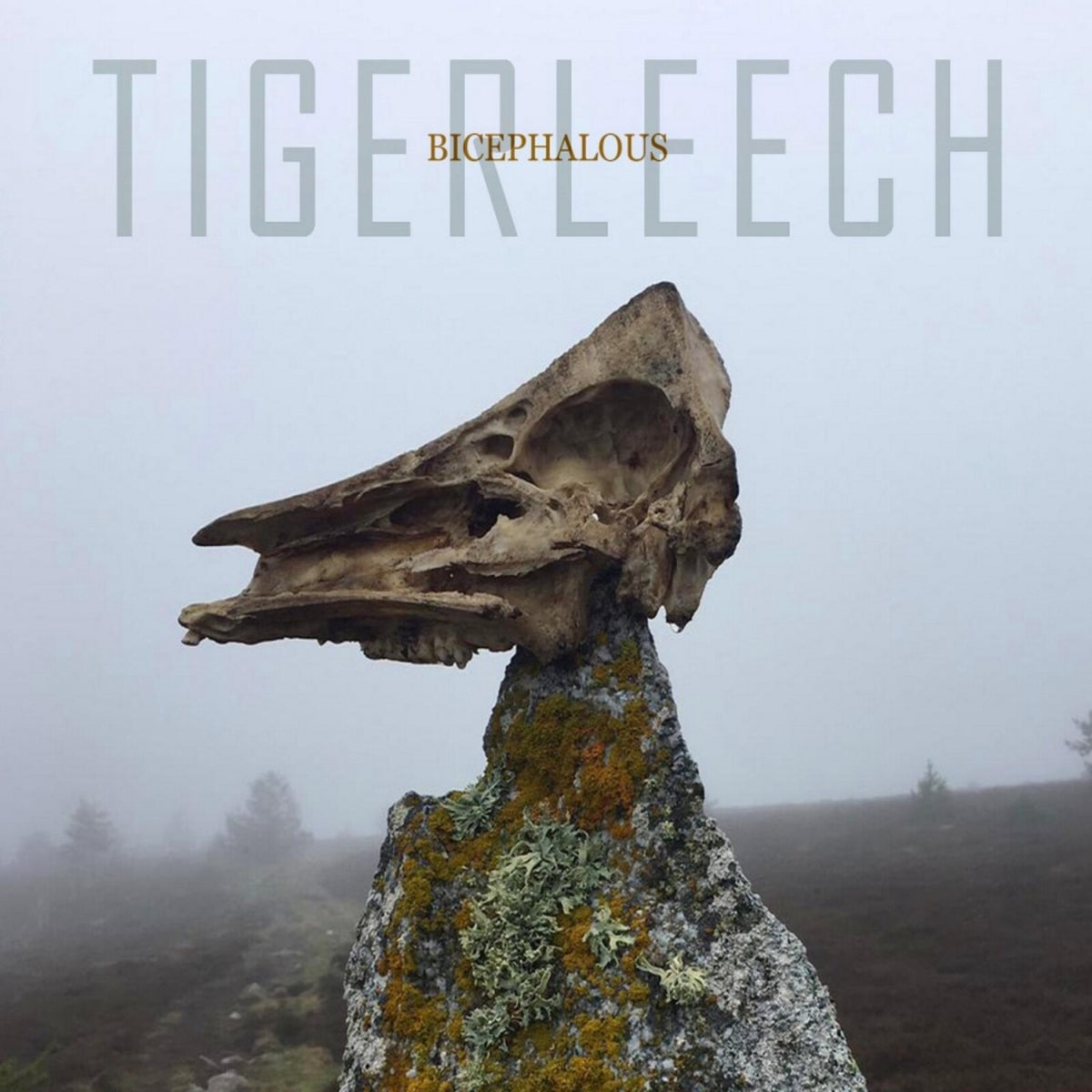 Tigerleech - Bicephalous Product Image