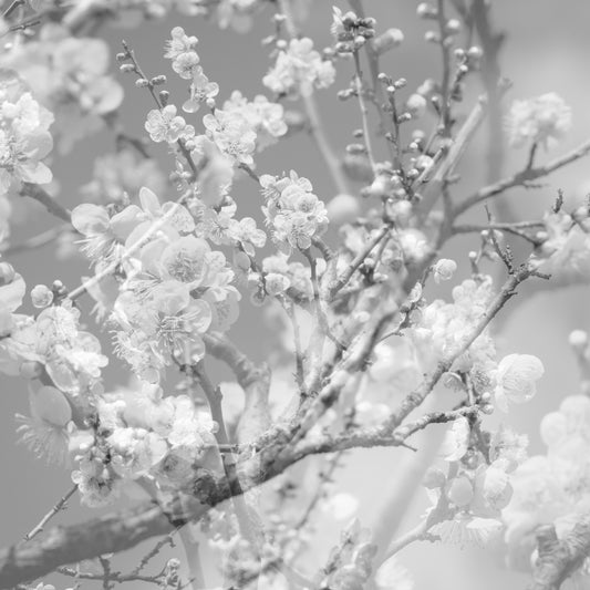 Hanamichi - The Final Studio Recording, Vol. II