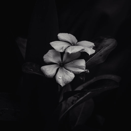 Ephemeral