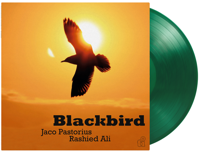 Blackbird
