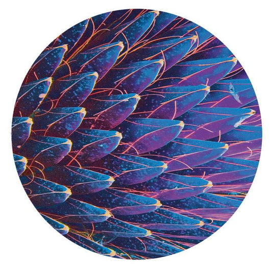 TUTAMEN 001