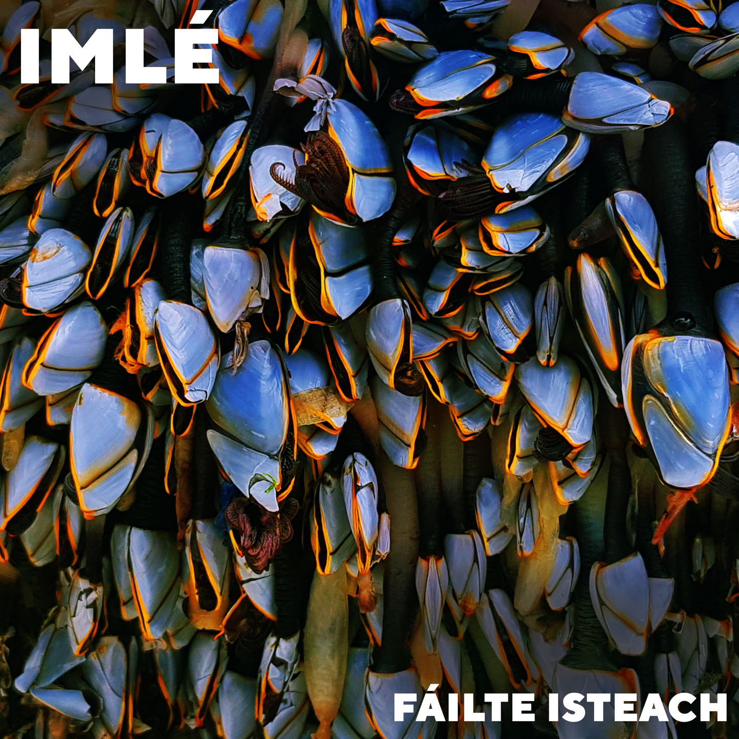 Failte Isteach