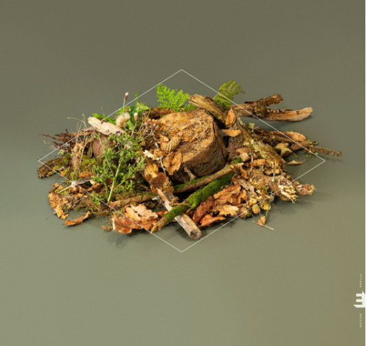 Forest Floor