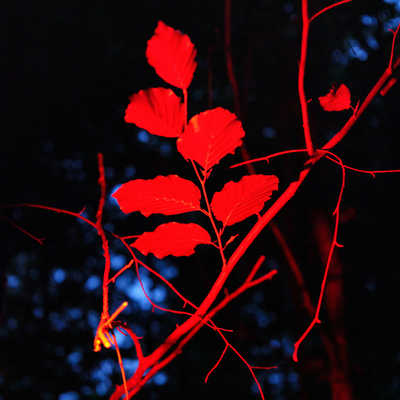 Ecotonalities: No Other Home Than the In-Between