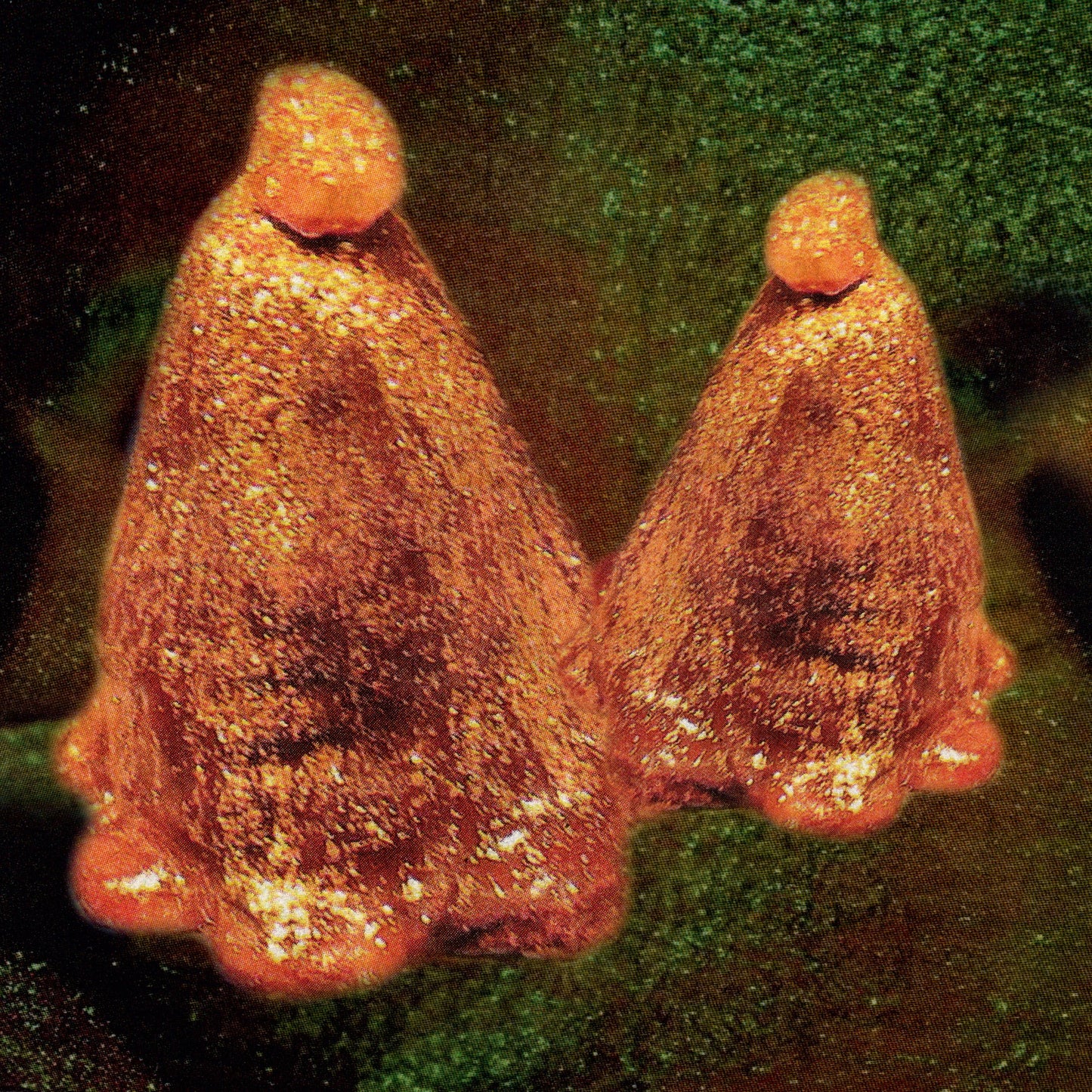 Oocyte Oil and Stolen Androgens