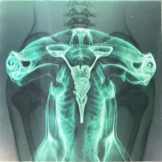Shark Brain / Dolphin